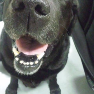 ラブラドールレトリバーのおばあちゃん犬です。