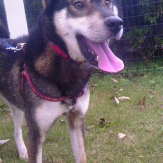 外飼育ＯＫ★番犬タイプ☆ハスキーＭＩＸ　