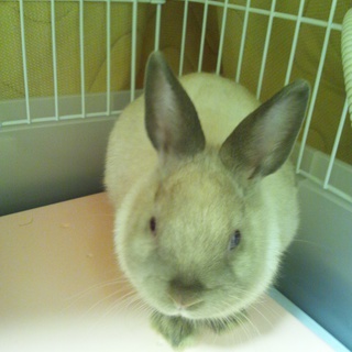 幼少の可愛いネザーランドドワーフ