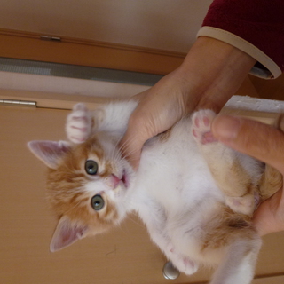 募集一時停止中　ひとなつこいかわいい仔猫。。もらってください