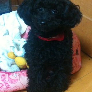 黒のタイニープードル１歳です