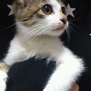 子猫もらってください
