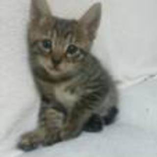 里親決定！　平成２４年８月生まれです。