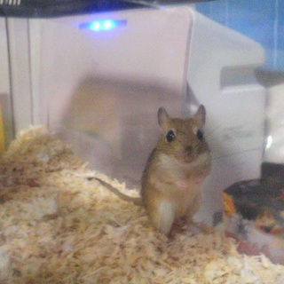 ジャイアントジャービルの里親募集