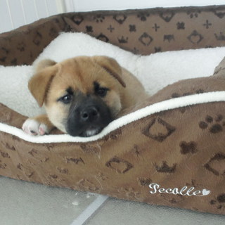 生後2か月ヤンチャです