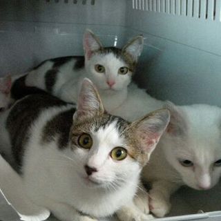 捨て猫４兄弟