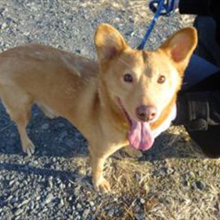 人懐っこくておとなしい子です