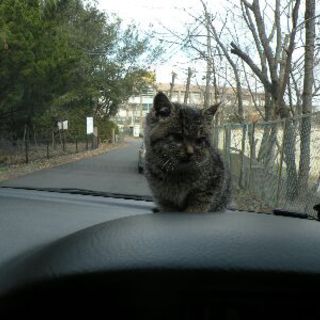 捨て猫 ミックス