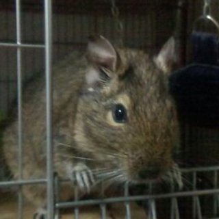 里親さま決まりました。ありがとうございました。