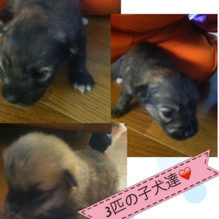 無事みんな引き取られました（＾∇＾）