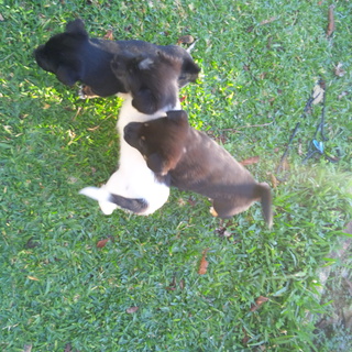 子犬の里親募集