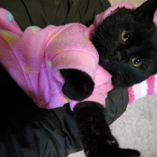 おもちゃ大好きの甘えん坊　まんまるちびくろ猫