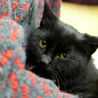 おもちゃ大好きの甘えん坊　まんまるちびくろ猫 サムネイル5