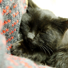 おもちゃ大好きの甘えん坊　まんまるちびくろ猫 サムネイル6