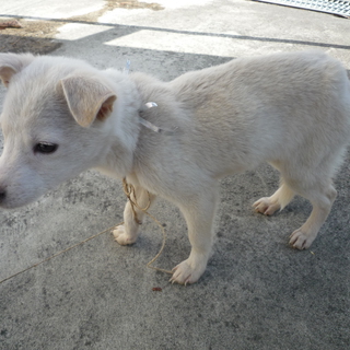 ぼくの温かい家族になってください！