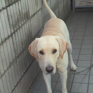 優しい元気なイエローラブです