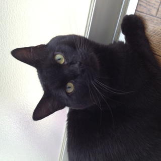 愛知県 黒猫のご家族募集