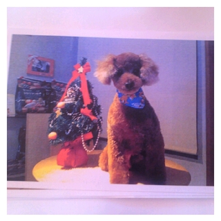 トイプードル　フラン♂