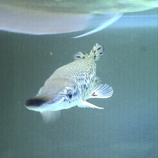 60cmアリーゲーターガー