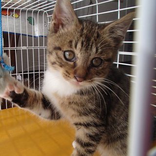 仔猫の里親さん募集しています