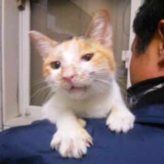行き倒れ猫里親募集