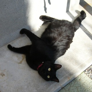 甘えんぼの黒猫です