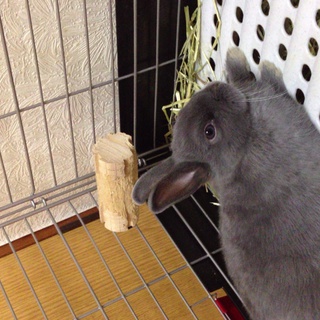 ネザーランドドワーフの赤ちゃん