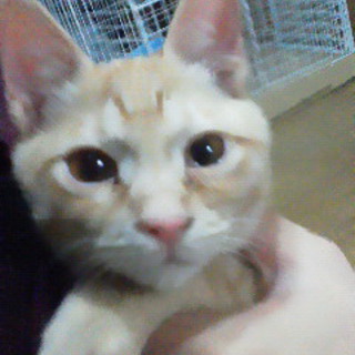 子猫の茶トラの里親を募集してます