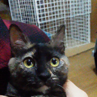 さび猫の子猫の里親を募集しています