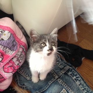 懐く優しい猫ちゃんの親になってあげてください｡