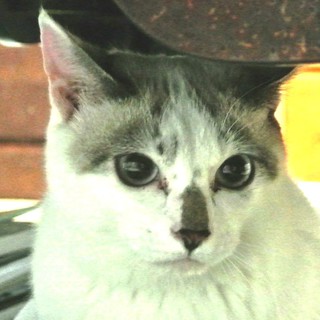 シャムMIX　大きな目は青色のあおちゃん