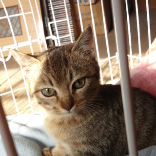★お試し同居中★4ヶ月のキジトラ女の子です