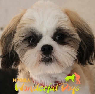 シーズー・推定6か月・♂「シー太」