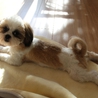 シーズー・推定6か月・♂「シー太」 サムネイル2