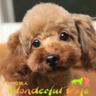 トイ・プードル・推定４歳・♀「スミレ」