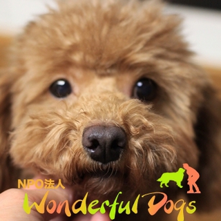 トイ・プードル・５歳・「いづみ」