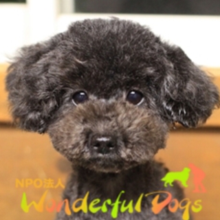 トイ・プードル・推定６歳・♀「りか」