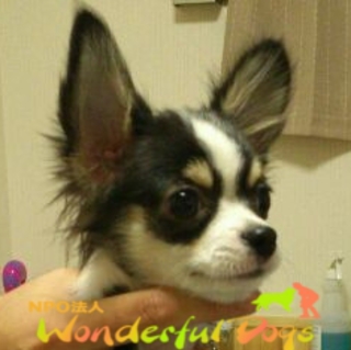 チワワ・推定４ヶ月・♂「ゆうと」