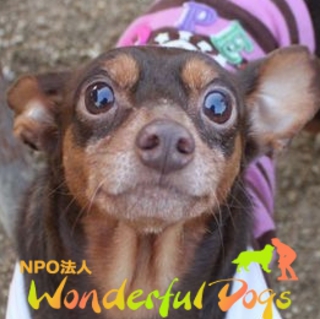 「悟空」ミニ・ピン・推定5歳♂