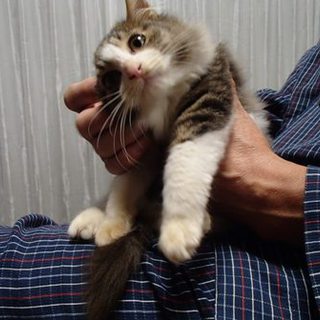 フワフワ猫、里親さん探しています。