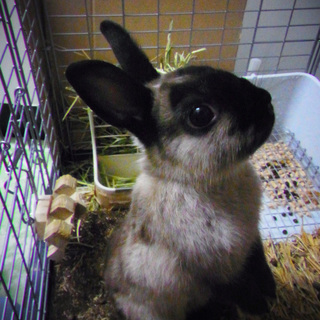 ネザーランドドワーフの男の子（募集一時停止）