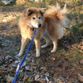 ワンワワワン！　※訳＝私を助けて