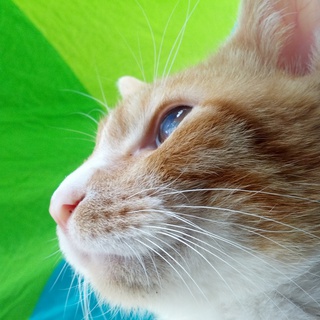 里親募集中！！