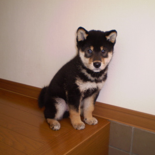 里親さん決まりました