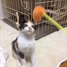 個性的な柄の三毛猫 サムネイル3