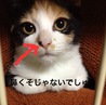 個性的な柄の三毛猫 サムネイル6