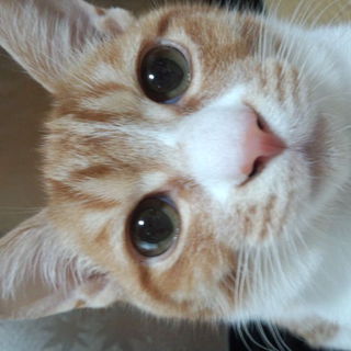 生後約5カ月の茶トラの男の子