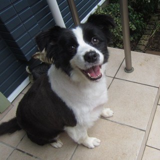 家族が決定しました。ありがとうございました。