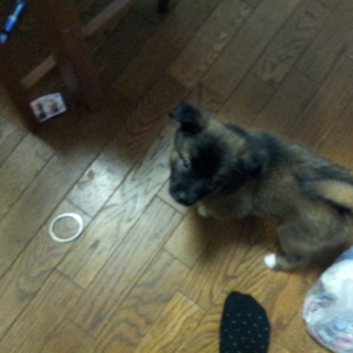 1ヶ月半の子犬です。殺処分は絶対に嫌です。