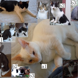 子猫オスメスたくさんいます。色々な毛色からお選びいただけます。